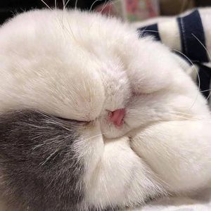 Meet your Posher, Vy